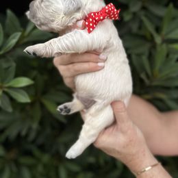 Golden Retriever Puppies from Sanctuary Ranch Goldens
