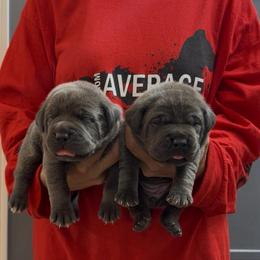 3rd pick of the females - Gray female Cane Corso puppy in Clewiston, Florida from Far From Average Kennels