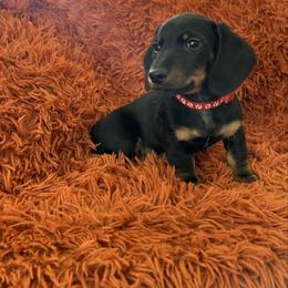 Mario - Black and tan male Dachshund puppy in Meridian, Id 83646 3658, Idaho from Boise Best Mini Dachshunds