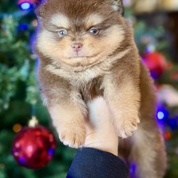 Charlie - Chocolate and tan male Pomeranian puppy in Kilgore, Texas from 5 Star Poms