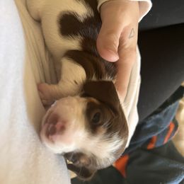 Dachshund Puppies from Royalty Grove Dachshunds