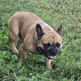 Mr wrinkles - French Bulldog