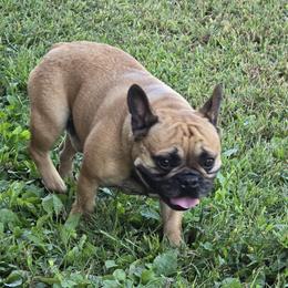 Mr wrinkles - French Bulldog