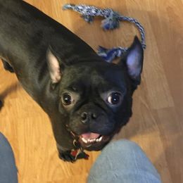 Ivy - Boston Terrier