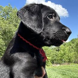 Labrador Retrievers from Juniper Ridge Labrador Retrievers
