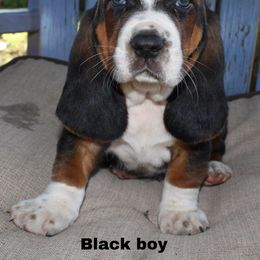 Boy 4 - Basset Hound puppy in Texas from Basset Hounds of Jacksboro, Tx