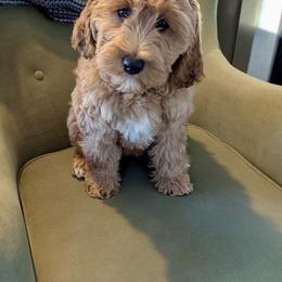Nessa - female Goldendoodle puppy in Toronto, New York from GTA Mapledoodles