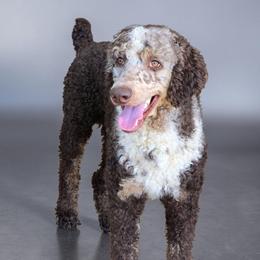 Bernedoodle puppies from Austin Doodles & Poodles