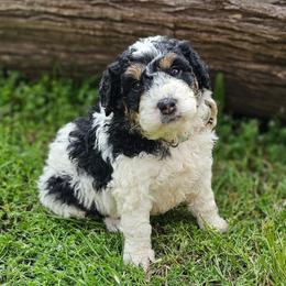 Silver- Grey Collar - Black and white male Bernedoodle puppy in Bonham, Texas from Happy Valley Puppies