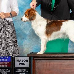 Nederlandse Kooikerhondjes from Emma Vescovo