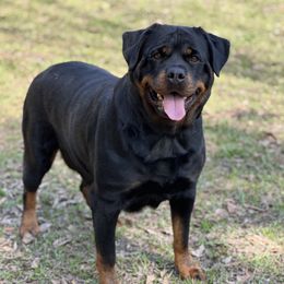 Uley  - Rottweiler