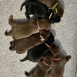 Labrador Retriever Puppies from Crout Kennels