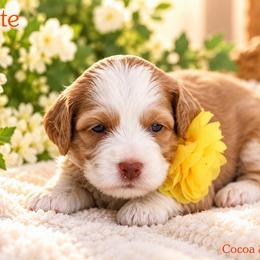 Latte - Caramel female Australian Labradoodle puppy in Diamond Bar, California from Furrytaildoodles