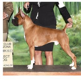 Canon - Boxer