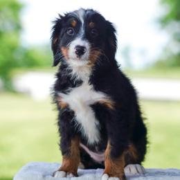 Jam - Tri-color female Bernedoodle puppy in Dundee, Ohio from Down Home Doodle