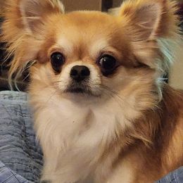 Chihuahuas from Jackson Chihuahuas