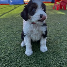 Aussiedoodle Puppies from Penny’s Pals