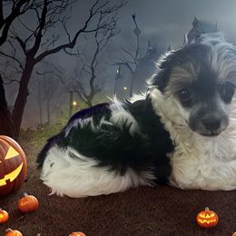 Lila - Black and white female Chinese Crested puppy in New Haven, West Virginia from EverCrest