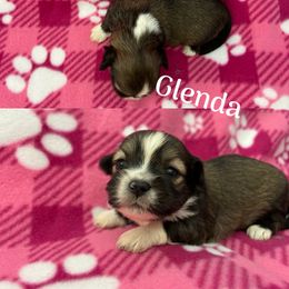 Glenda - Brown female Lhasa Apso puppy in Cincinnati, Ohio from Shangri-La Lhasa Apsos