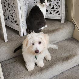Coton de Tulear and Poodle Puppies from Legacy Pets