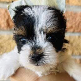 Girl 3 - Black tan and white Biewer Terrier puppy in El Paso, Texas from De La Rosa Biewers