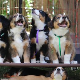 English Shepherd Puppies from Mondurles English Shepherds