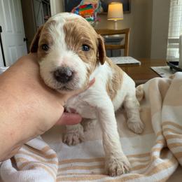 Valencia - Parti female Goldendoodle puppy in Chattanooga, Tennessee from Scenic City Doodles