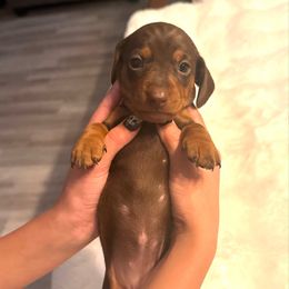 Mocha - Chocolate and tan female Dachshund puppy in Corona, California from Over The Moon Dachshunds