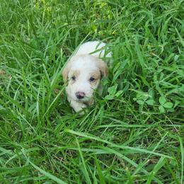 Lilly - White female Bernedoodle puppy in Columbia, Missouri from Silver Creek Pups