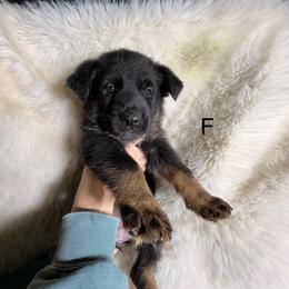 3rd pick female - Black and tan female German Shepherd puppy in Hollis Center, Maine from Noble German Shepherds of Maine