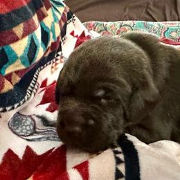 Hershey (red collar) - Chocolate male Labrador Retriever puppy in Bandera, Texas from The Sugar & Spice Ranch Labrador Retrievers
