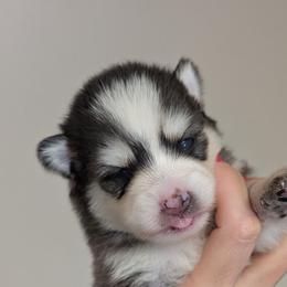 Shady Female Blue Eyes - Black and white female Pomsky puppy in Hurleyville, New York from My Crazy Pomskys