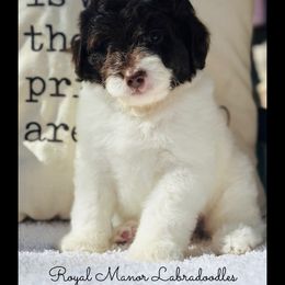 Boy 5 - Tri-color male Australian Labradoodle puppy in Florence, New Jersey from Royal Manor Labradoodles