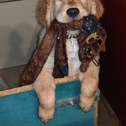 Golden Retriever Puppies from Coralace Goldens