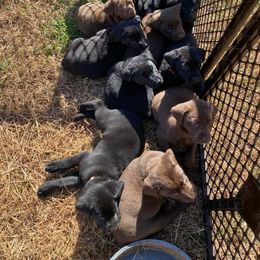 Labrador Retriever Puppies from Southern River Labradors
