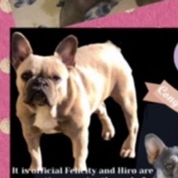 Felicity - French Bulldog