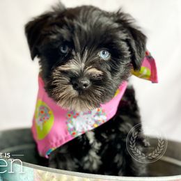 Miniature Schnauzer Puppies from Laurel Crown Schnauzers