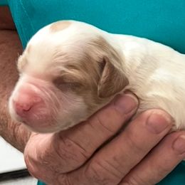 Tempo girl 1 - Orange and white female Brittany puppy in Floyd Knobs, Indiana from Cross Creek Brittanys