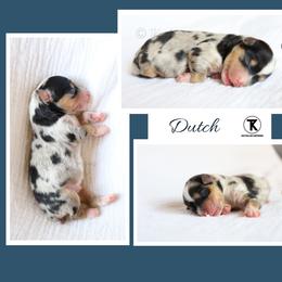 Dutch - BMM1 - Blue merle male Toy Australian Shepherd puppy in Nacogdoches, Texas from TK Standard, Mini, & Toy Aussies