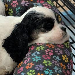 Bonny - Black white and tan female Cocker Spaniel puppy in Hernando, Florida from Blackwater Kennel