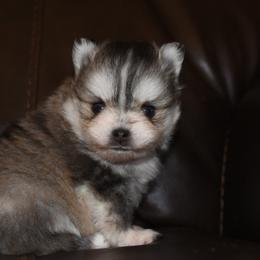 Polly - Gray and white female Pomsky puppy in Coos Bay, Oregon from Ocean View Pomskies