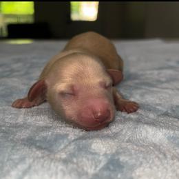 Girl 1 - Cream female Dachshund puppy in Pilot Point, Texas from Diamond B Doxies