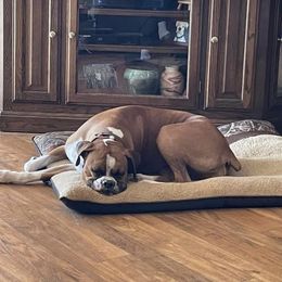 Boxer All Grown Up from Sunshine Boxers 95988