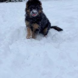 German Shepherd Puppies from S&S German Shepherds