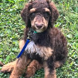 Matt Damon - Phantom male Poodle puppy in Mount Gilead, Ohio from Cats Creek Standard Poodles