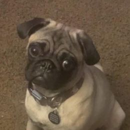 Winnie - Pug
