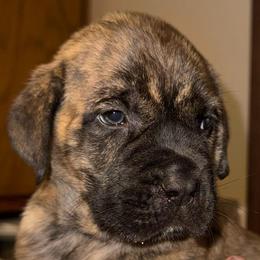 Annie - Brindle female Mastiff puppy in Carthage, Missouri from Mama’s Mastiffs