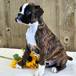 Falco - Brindle Boxer puppy in Cove, Oregon from Luna Ray Boxers