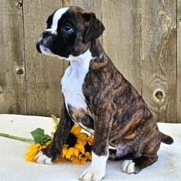 Falco - Brindle Boxer puppy in Cove, Oregon from Luna Ray Boxers