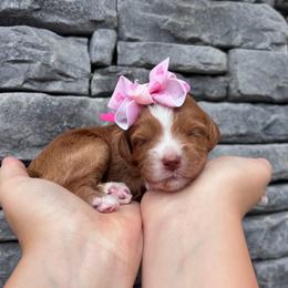 Fresca - Red  female Goldendoodle puppy in Macon County, North Carolina from Mountain Doodles